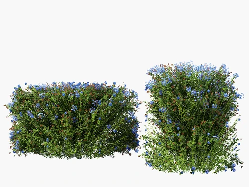 现代植物绿篱