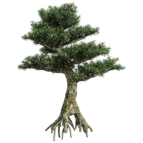 现代植物景观树罗汉松