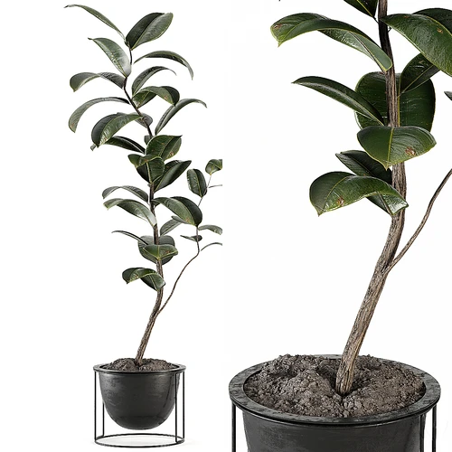 现代室内绿植盆栽