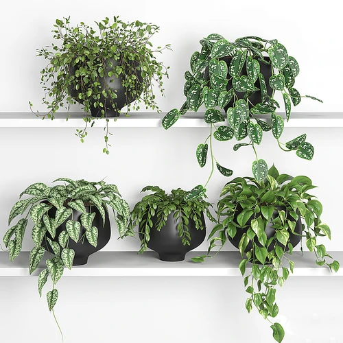现代植物盆栽