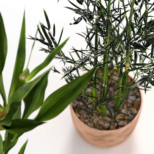 现代植物盆栽