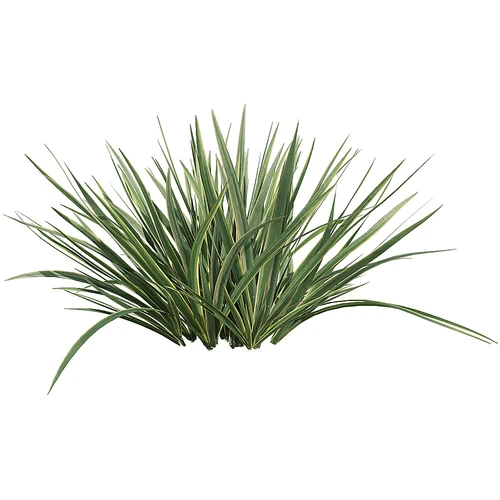 现代植物花草