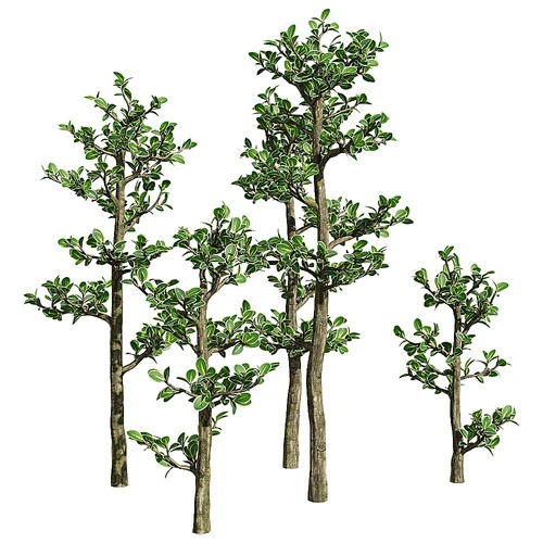 现代植物树木