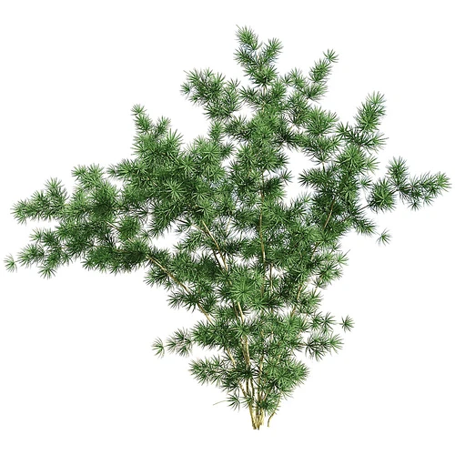 现代芦苇