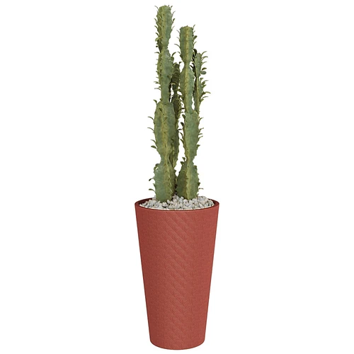 现代植物仙人掌盆栽