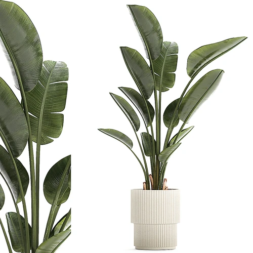 现代植物盆栽