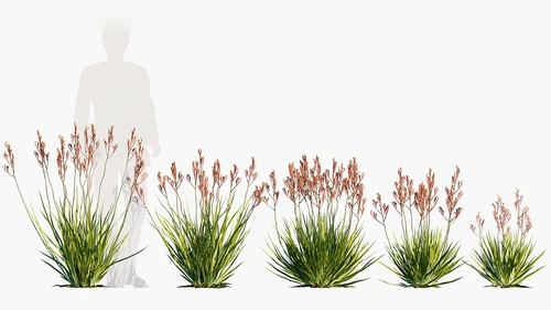 现代花草组合