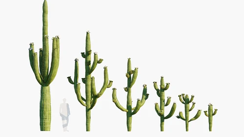 Carnegiea 现代仙人掌
