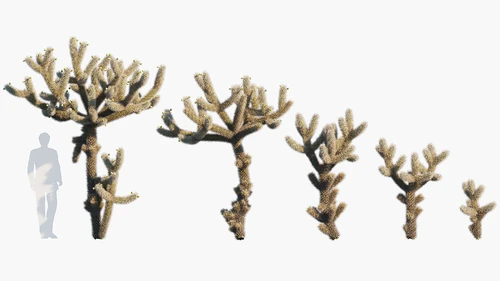 Cylindropuntia现代沙漠型仙人掌