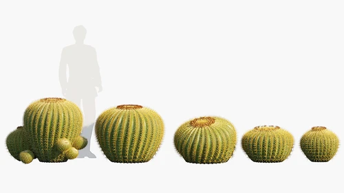 Echinocactus现代圆球仙人球