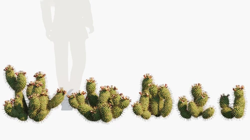 Mammillaria 现代矮型仙人球