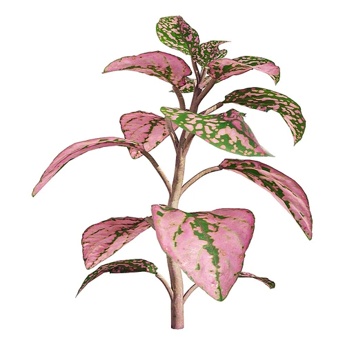 现代植物