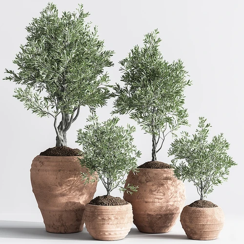 橄榄盆栽植物绿植
