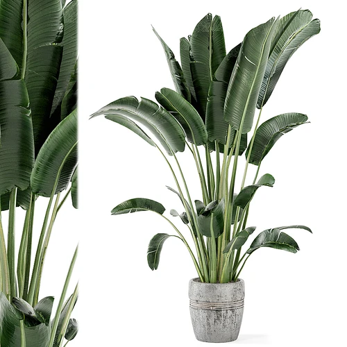 现代植物盆栽