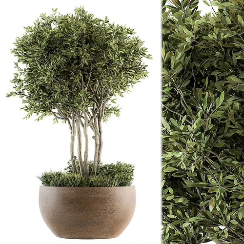 绿植盆栽盆景植物