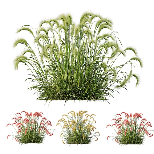 现代狗尾巴草