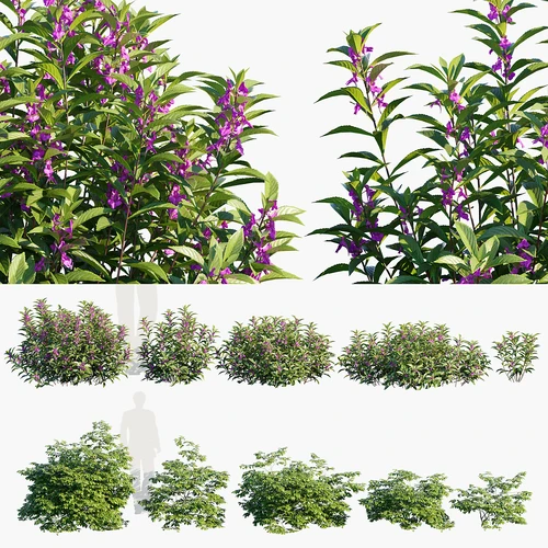 鹰爪花凤仙花灌木植物