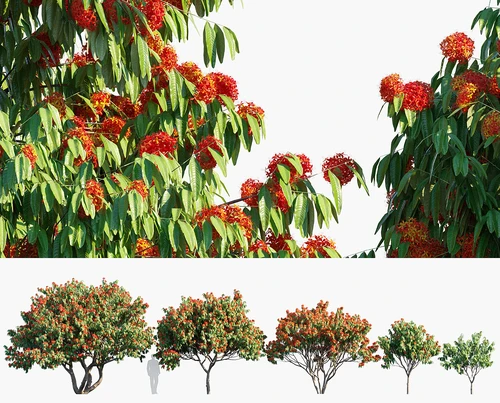 无忧花树