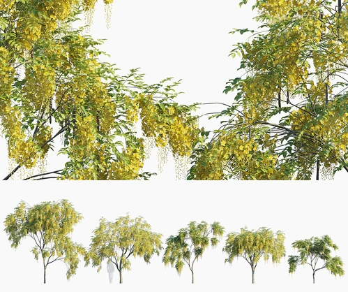 腊肠树