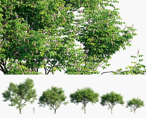 水黄皮树