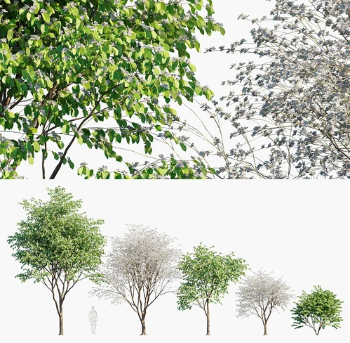 白花羊蹄甲树