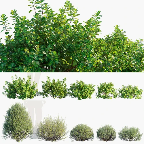 现代灌木植物