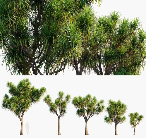 澳洲朱蕉树 景观树