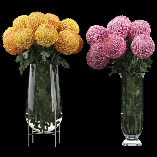 Chrysanthemum 2 植物
