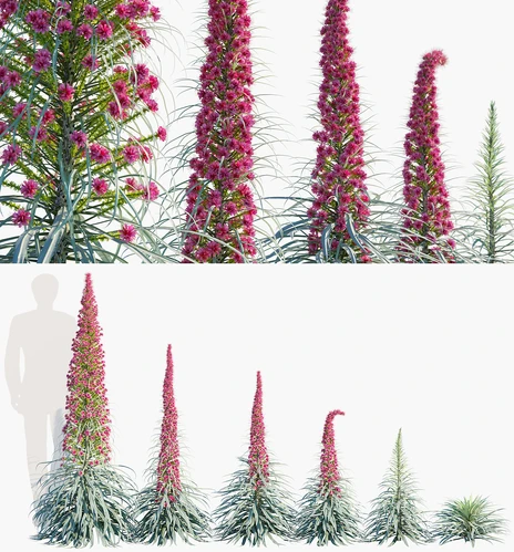 野蓝蓟灌木植物