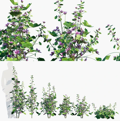 锦葵植物