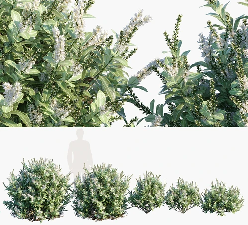 桂樱灌木植物