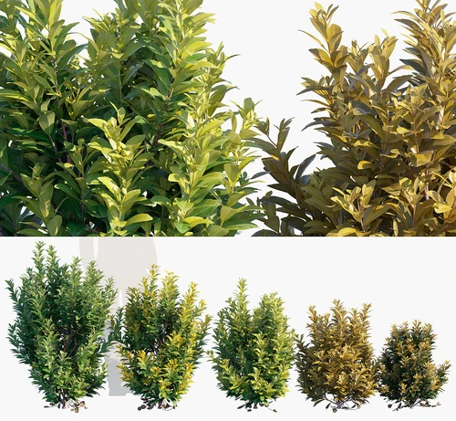 黄八角灌木植物