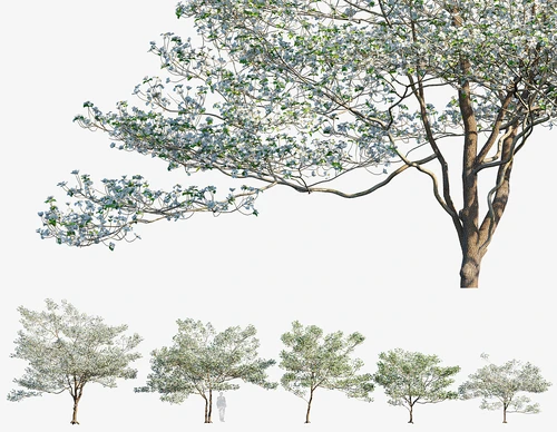 山茱萸景观树