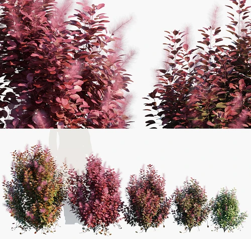 红栌灌木植物