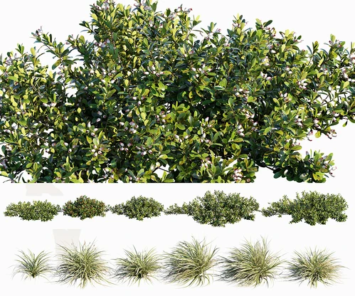 熊果莎草 植物