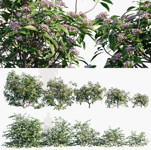 山月桂灌木植物