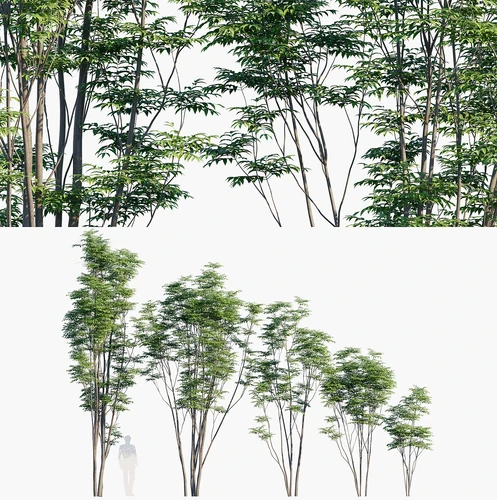 香椿火烈鸟树