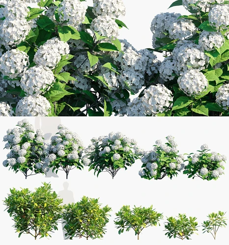 绣球花青木
