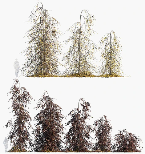 欧洲山毛榉景观树