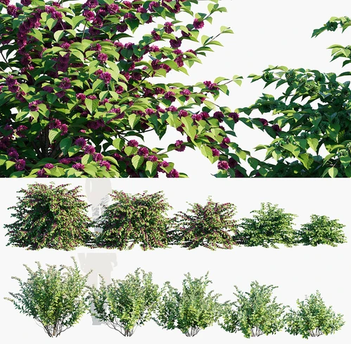 美洲紫珠植物