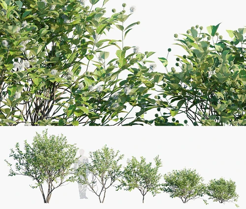 北美风箱树