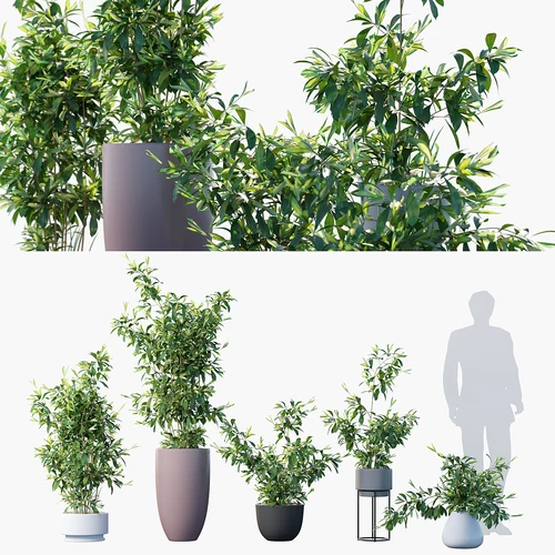 油点木绿植盆栽