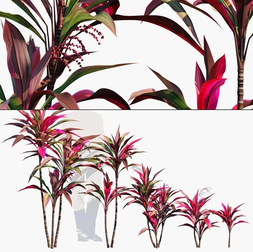 朱蕉树
