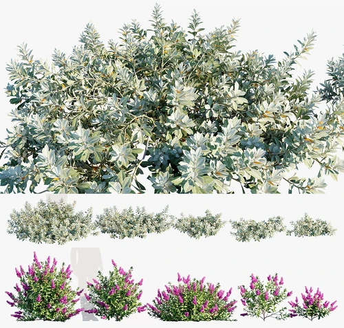 现代灌木植物