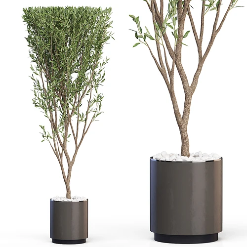 现代植物盆栽