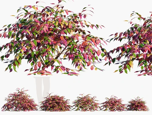 南天竹灌木植物