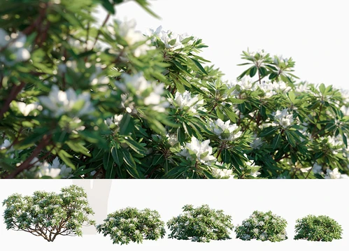 白花杜鹃灌木植物