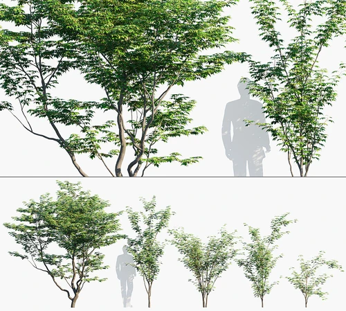 现代槭树