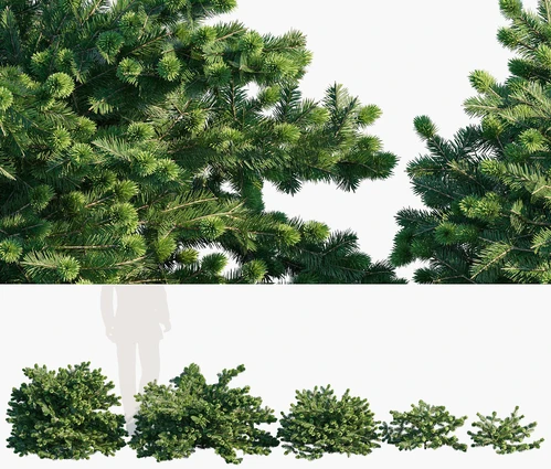 香脂冷杉灌木植物