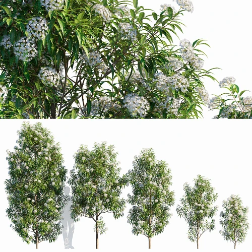 柠檬香桃木树